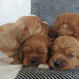 Cavapoo Puppies from Cavapoo Acres