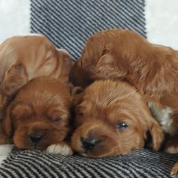 Cavapoo Puppies from Cavapoo Acres