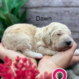 Dawn - Cream female Poodle puppy in Greenville, North Carolina from Grace Poodles