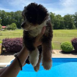 Rafiki - Red tri-color male Aussiedoodle puppy in Rainbow City, Alabama from Creek Bend Farm