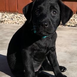 Labrador Retrievers from 4K Labradors
