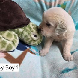 Lucy Boy 1 - Light golden male Golden Retriever puppy in Niles, Michigan from Composer Goldens