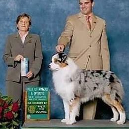 Australian Shepherds from The Elite Aussies