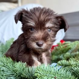 Bruno - Liver male Miniature Schnauzer puppy in La Mirada, California from SchnauzersRus
