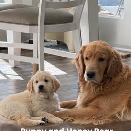 Golden Retriever puppies from Risa’s Goldens