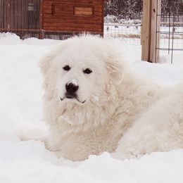Sylvie - Great Pyrenees