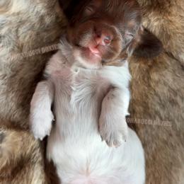 Rose - Piebald female Dachshund puppy in Chandler, Arizona from Vonaducci Doxies, LLC.