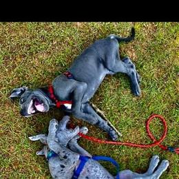 Great Dane Puppies from Sand Mountain Danes LLC