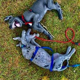 Great Dane Puppies from Sand Mountain Danes LLC