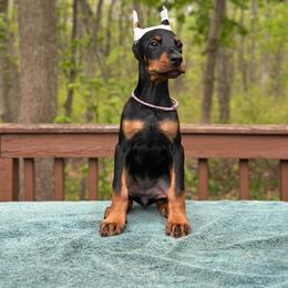 Black girl - Purple collar - Black and rust female Doberman Pinscher puppy in Old Bridge, New Jersey from Wizard Ost Revolution kennel