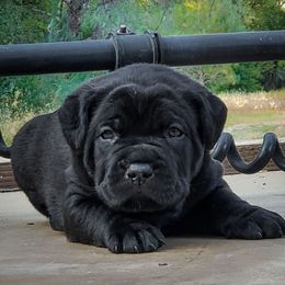 AKC Magnus - Black male Cane Corso puppy in Smartsville, California from Summit Cane Corso