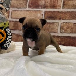 Ladybug - Fawn female French Bulldog puppy in Riverview, Florida from The Frenchie Lady Co.