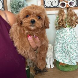 Male-Orange Collar - Red male Maltipoo puppy in Southern,, California from Maltipoo Tiny Pups & More