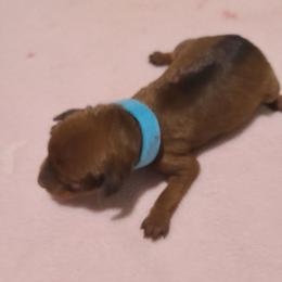 Lt. Blue - Stag red male Miniature Pinscher puppy in Phelan, California from Desert Rose Kennel