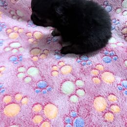 Girl 3 - Chocolate female Pomeranian puppy in Conroe, Texas from Maxi’s Poms, LLC