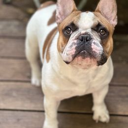 Winston - French Bulldog