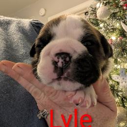 Bulldog Puppies from Shirley EB