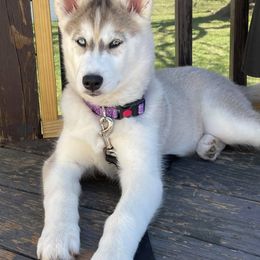 Pomsky and Siberian Husky Puppies from Kristie’s Husky Haven