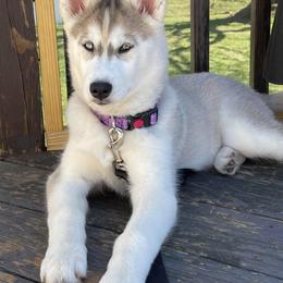 Pomsky and Siberian Husky Puppies from Kristie’s Husky Haven