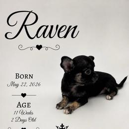 AKC Raven - Black and white female Chihuahua puppy in Columbus, Nebraska from Prancy Pawz
