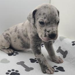 Diesel Blue Merle - Merle male Great Dane puppy in Kannapolis, North Carolina from Carolina Great Danes & Toy Poodles