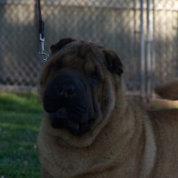 Affenpinscher and Chinese Shar-Pei All Grown Up from Showbiz Kennel