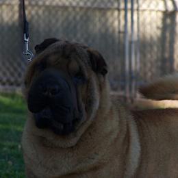 Affenpinscher and Chinese Shar-Pei All Grown Up from Showbiz Kennel