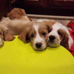 Labradoodle Puppies from Tyson's Farm Doodles