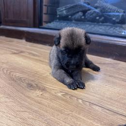 Korda - Fawn female Belgian Malinois puppy in East Freedom, Pennsylvania from CR Belgian Malinois