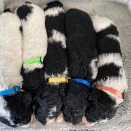 Sheepadoodles from Southern Sheepadoodles of NC