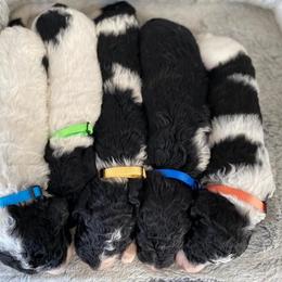 Sheepadoodles from Southern Sheepadoodles of NC