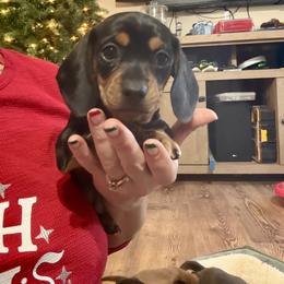 Eclair - Black and tan female Dachshund puppy in Lubbock, Texas from It’s a Hot Mess