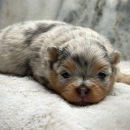 Bubbles - Blue merle female Pomeranian puppy in Foley, Alabama from Southern Gem's Pomeranian