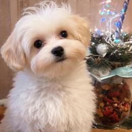 Teo - Cream male Maltipoo puppy in Chattanooga, Tennessee from Joy-fur puppies