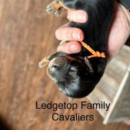 Orange - Black and tan male Cavalier King Charles Spaniel puppy in Greenleaf, Wisconsin from Ledgetop Family Cavaliers