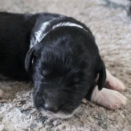 Girl 1 - female Sheepadoodle puppy in Owensville, Missouri from Oak Valley Kennels