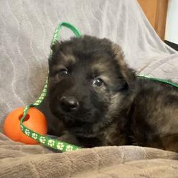 Rowen   Green collar - Sable male German Shepherd puppy in Winterport, Maine from Vom Stevens Old Fashioned German Shepherds