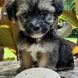 Banjo - Black and tan male Companion Cross puppy in Mankato, Minnesota from Tiny and Treasured