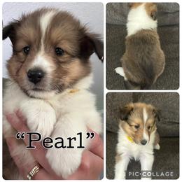 Pearl - Sable and white female Shetland Sheepdog puppy in Aumsville, Oregon from Porter Creek Kennels