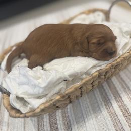 Gia - Red  female Goldendoodle puppy in Salem, Utah from Karmadoodlee