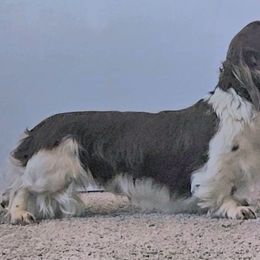 Dachshund puppies from Bundles of Joy