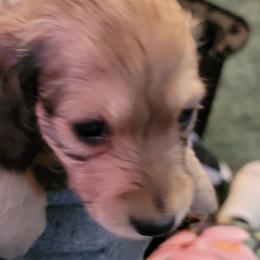 Dachshund Puppies from CLARK'S BREEDING PROGRAM