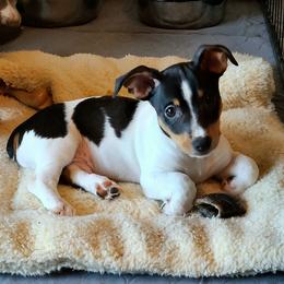 Prancer - White and black male Teddy Roosevelt Terrier puppy in Claremore, Oklahoma from Travelin' Man Terriers