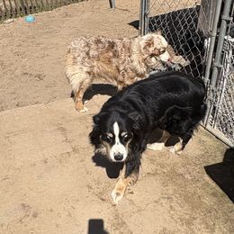 Australian Shepherds and Border Collies from Blue Cypress Stock dogs
