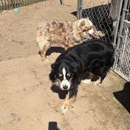 Australian Shepherds and Border Collies from Blue Cypress Stock dogs