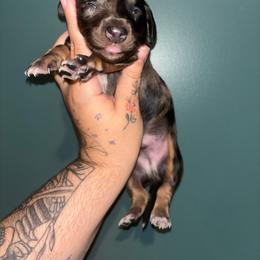 Cino - Dapple male Dachshund puppy in Crescent, Oklahoma from Doxie Dreams