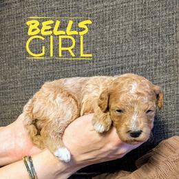 Bells - Apricot female Goldendoodle puppy in Cambridge, Minnesota from Country Meadow Doodles
