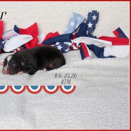 Eisenhower - Black tri male Miniature Australian Shepherd puppy in Madisonville, Texas from Flying LL Aussies