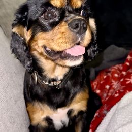 Lily - Cavalier King Charles Spaniel