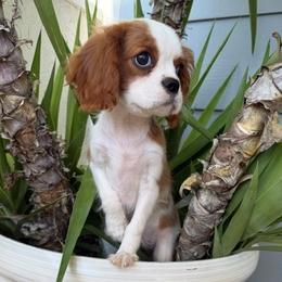 Poppy - Blenheim female Cavalier King Charles Spaniel puppy in Temecula, California from Diamond Cavaliers